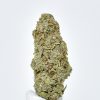 King Tut 3