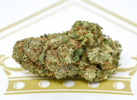 La Chocolat Dna Genetics Seeds